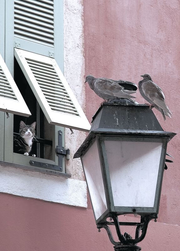 卡拉斯科以一敌众,安哥拉对阵瑞典中的压制级艺术