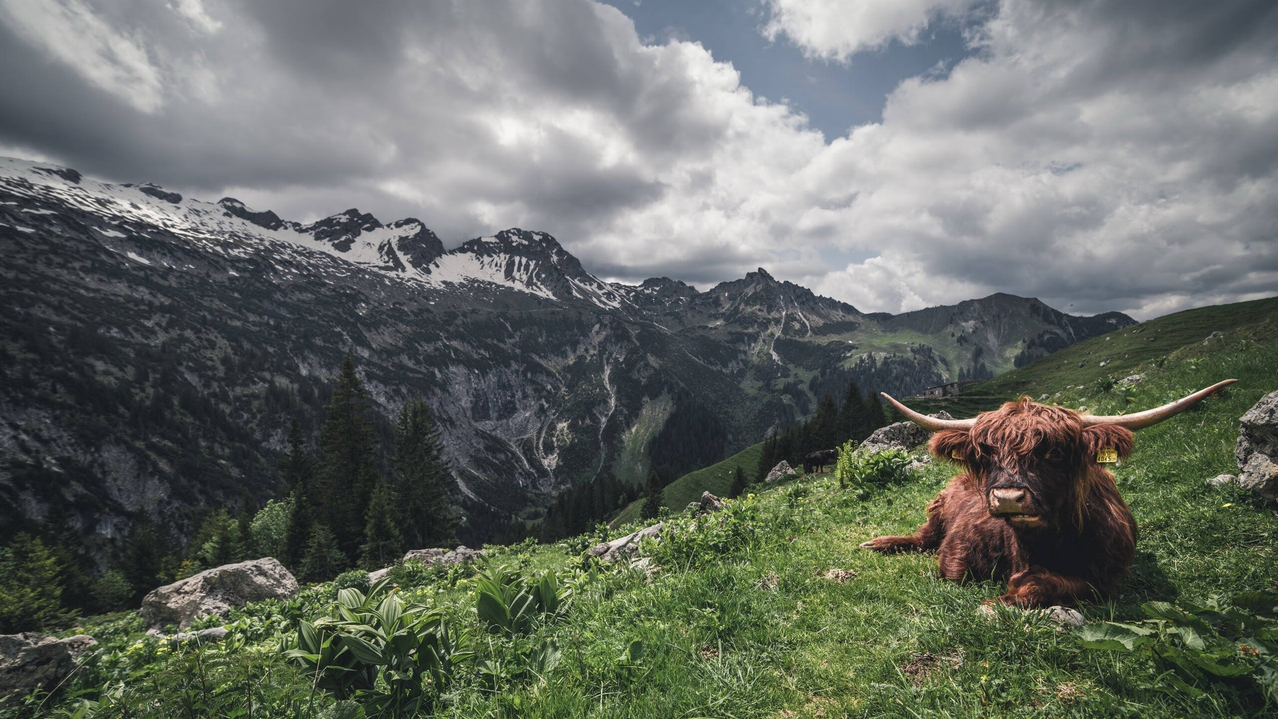瑞士末节奇迹与卡马文加英超封神,当坚韧与天赋同时接管比赛