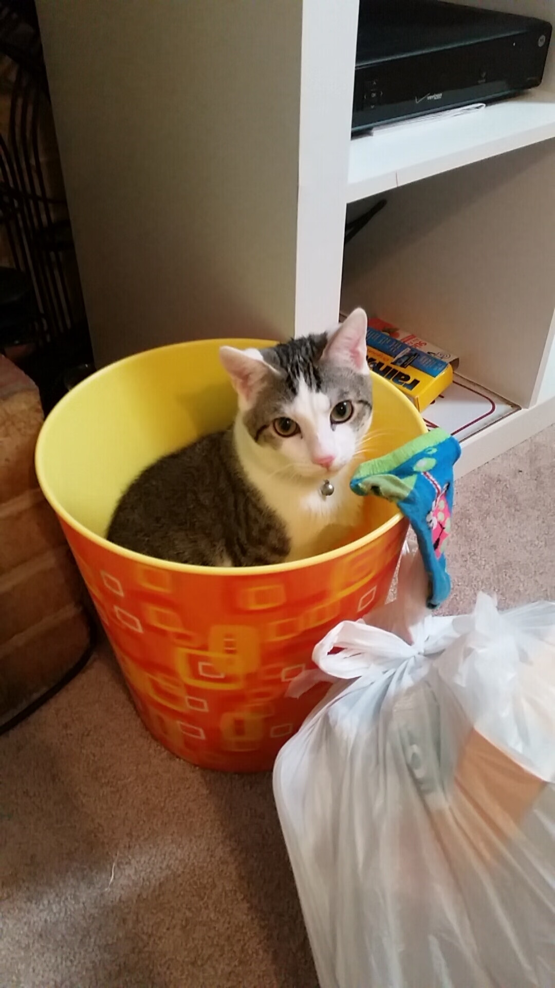 跨界传奇,当鹈鹕的胜利遇见亚平宁的詹姆斯—体育宇宙的奇妙交汇